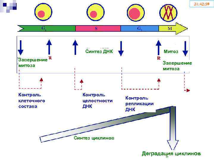 Синтез ДНК Митоз Завершение митоза Контроль клеточного состава Завершение митоза Контроль целостности ДНК Контроль