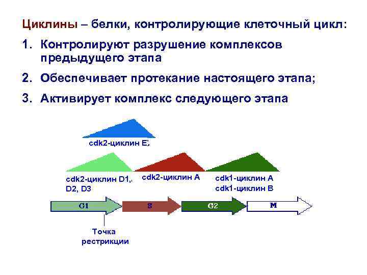 Первый цикл 1. Белки контролируемые цикл. Циклины классификация. Классификация циклинов.