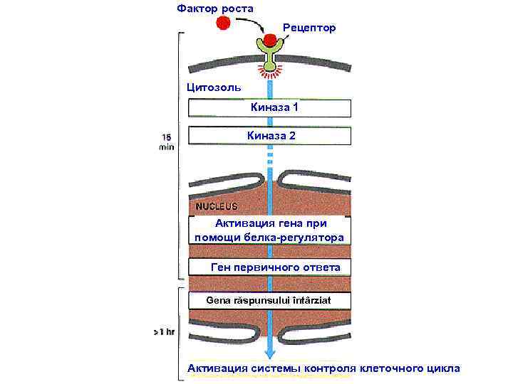  Фактор роста Factor de creştere Рецептор Receptor Цитозоль CITOSOL Киназа 1 Kinaza 2