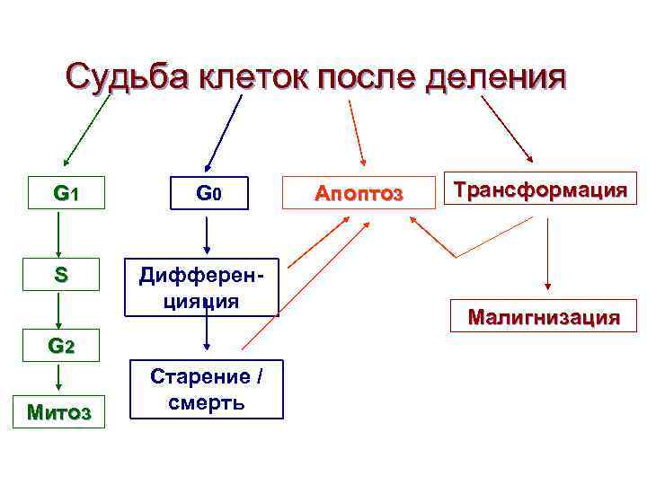 Судьба клеток после деления G 1 S G 0 Дифференцияция G 2 Митоз Старение