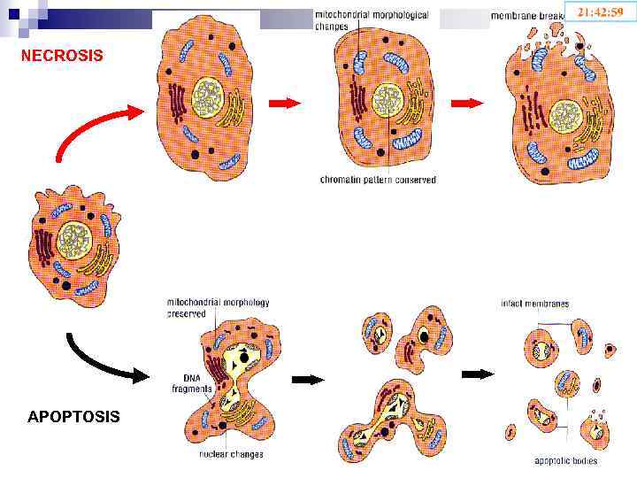 NECROSIS APOPTOSIS 