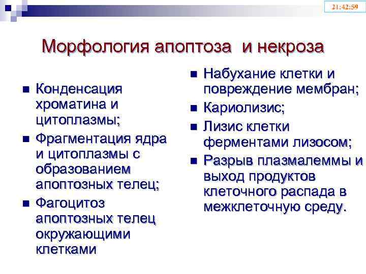 Морфология апоптоза и некроза n n n Конденсация хроматина и цитоплазмы; Фрагментация ядра и