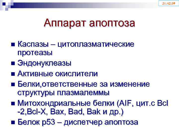 Аппарат апоптоза Каспазы – цитоплазматические протеазы n Эндонуклеазы n Активные окислители n Белки, ответственные