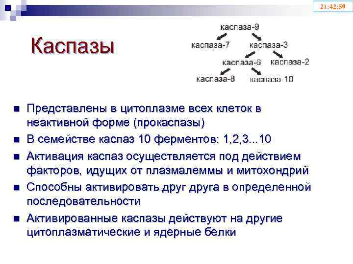 Каспазы n n n Представлены в цитоплазме всех клеток в неактивной форме (прокаспазы) В