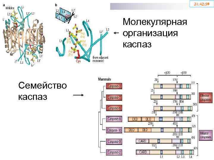 Молекулярная организация каспаз Семейство каспаз 