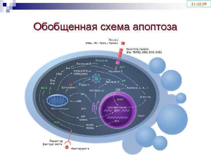 Обобщенная схема апоптоза 