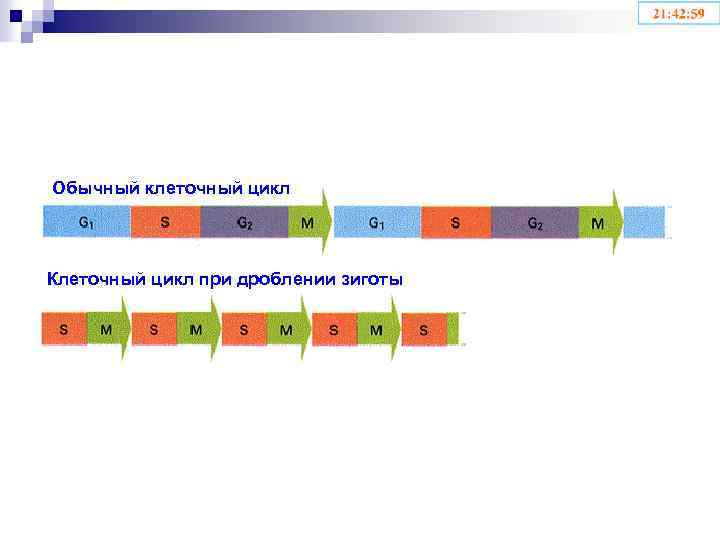Обычный клеточный цикл Клеточный цикл при дроблении зиготы 