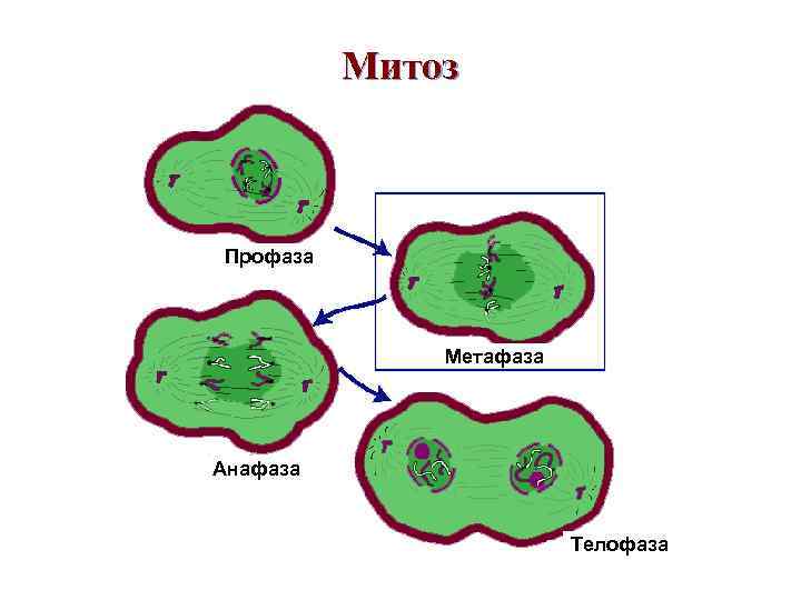 Митоз Профаза Метафаза Анафаза Телофаза 