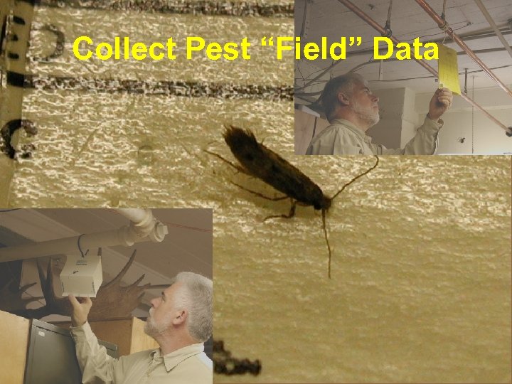 Collect Pest “Field” Data 