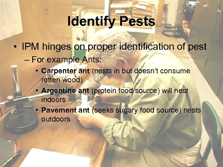 Identify Pests • IPM hinges on proper identification of pest – For example Ants: