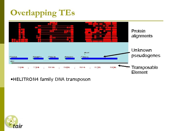 Overlapping TEs Protein alignments Unknown pseudogenes Transposable Element • HELITRON 4 family DNA transposon