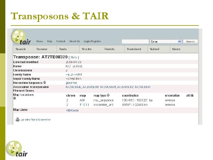 Transposons & TAIR 