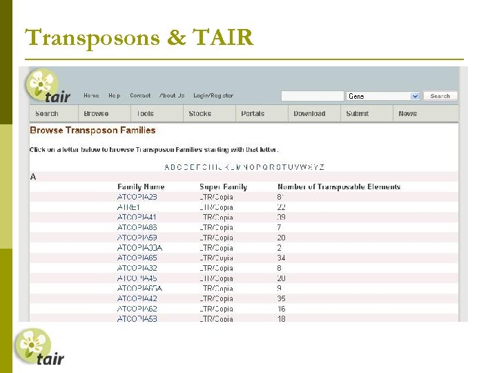 Transposons & TAIR 