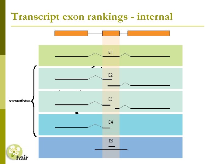 Transcript exon rankings - internal Splice sites confirmed by transcript Intermediates Transcript only overlaps