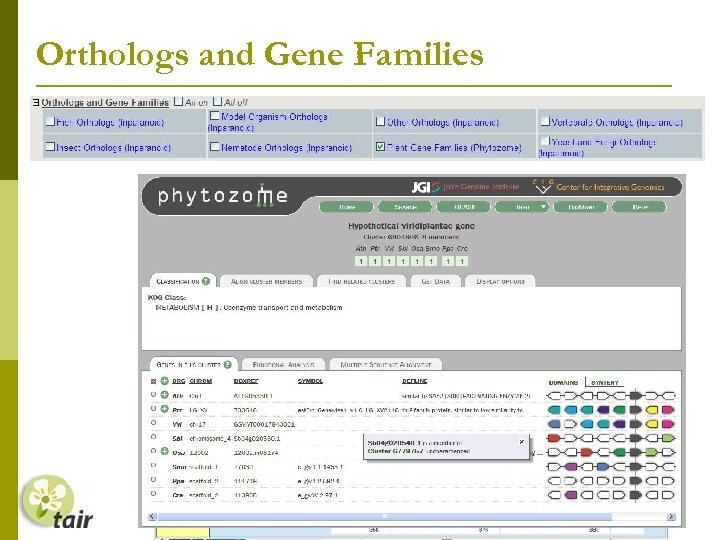 Orthologs and Gene Families 