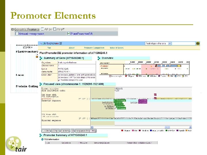 Promoter Elements 