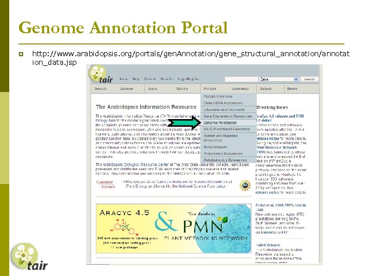 Genome Annotation Portal http: //www. arabidopsis. org/portals/gen. Annotation/gene_structural_annotation/annotat ion_data. jsp 