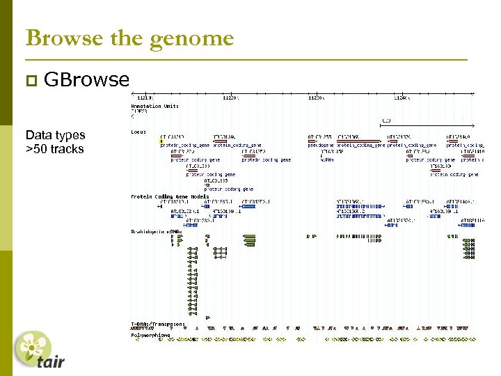 Browse the genome GBrowse Data types >50 tracks 