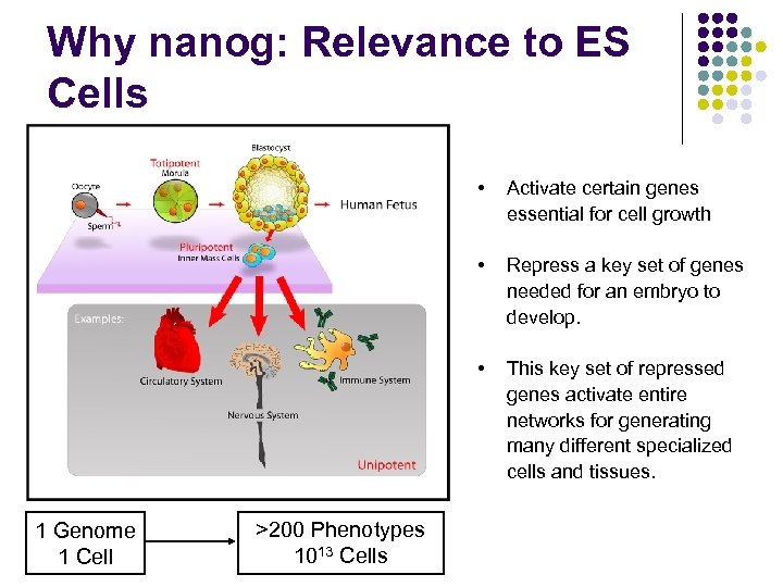 Why nanog: Relevance to ES Cells • • >200 Phenotypes 1013 Cells Repress a