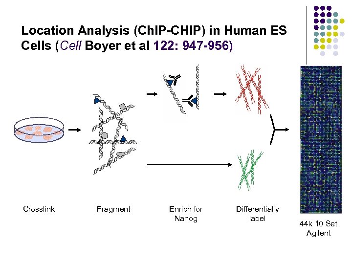 Location Analysis (Ch. IP-CHIP) in Human ES Cells (Cell Boyer et al 122: 947