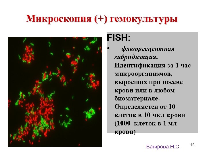 Микроскопия (+) гемокультуры FISH: • флюоресцентная гибридизация. Идентификация за 1 час микроорганизмов, выросших при