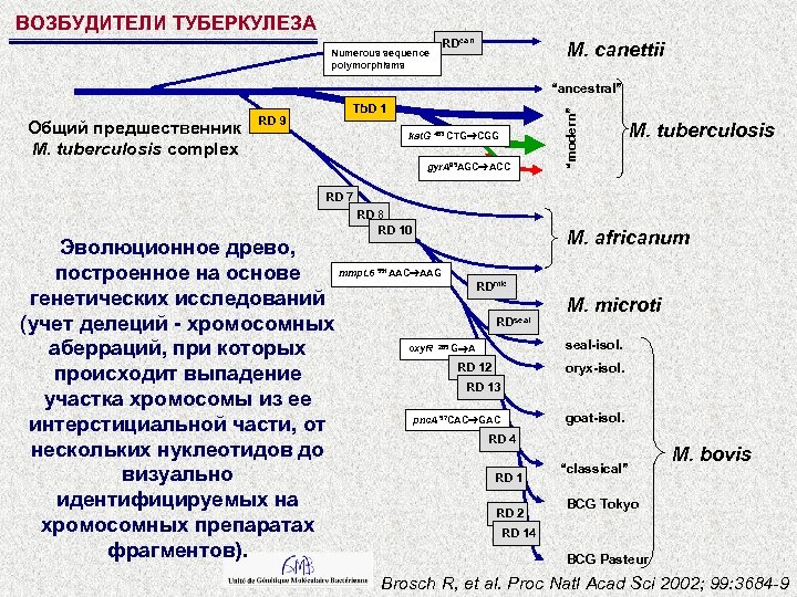 ВОЗБУДИТЕЛИ ТУБЕРКУЛЕЗА RDcan Numerous sequence polymorphisms M. canettii Общий предшественник M. tuberculosis complex RD