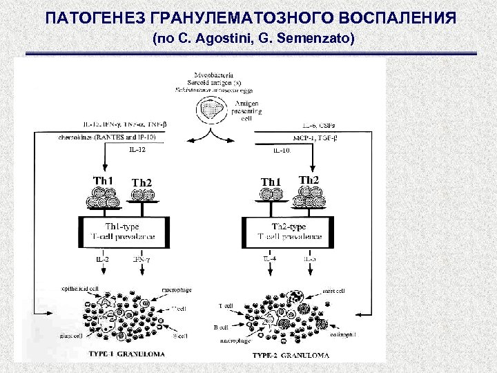 Патогенез воспаления схема