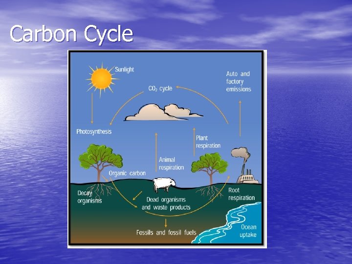 Carbon Cycle 