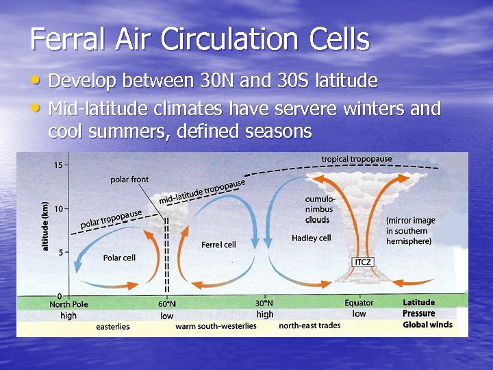 Ferral Air Circulation Cells • Develop between 30 N and 30 S latitude •