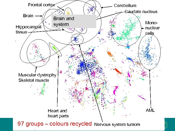 Frontal cortex Brain Hippocampal tissue Cerebellum Caudate nucleus Brain and nervous system Mononuclear cells