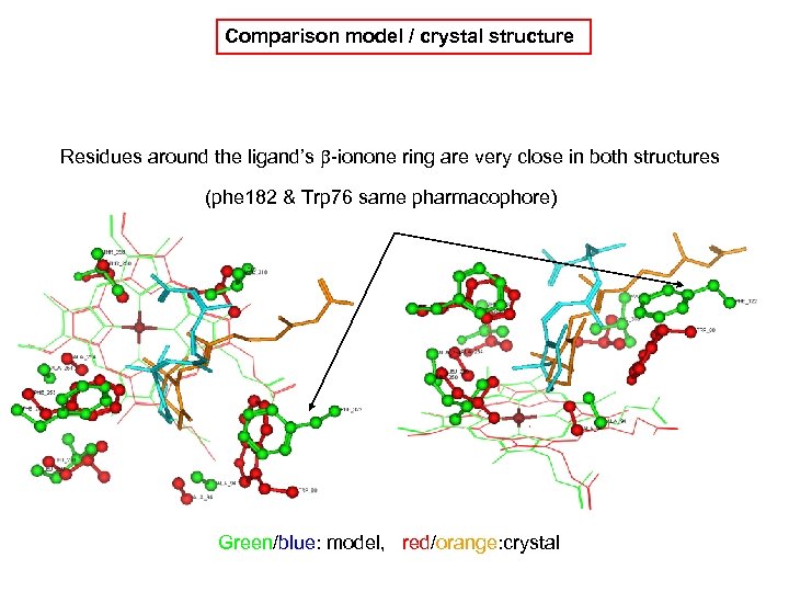 Comparison model / crystal structure Residues around the ligand’s b-ionone ring are very close