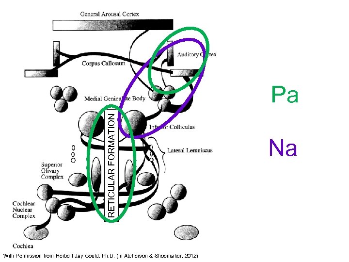 RETICULAR FORMATION Pa With Permission from Herbert Jay Gould, Ph. D. (in Atcherson &