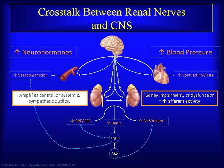 Crosstalk Between Renal Nerves and CNS Neurohormones Blood Pressure Contractility/Rate Vasoconstriction Kidney impairment, or