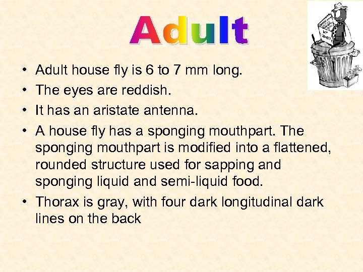  • • Adult house fly is 6 to 7 mm long. The eyes