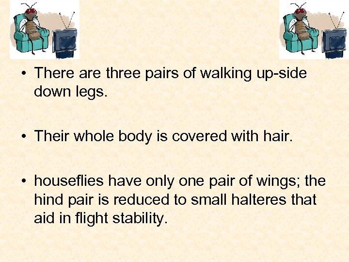  • There are three pairs of walking up-side down legs. • Their whole