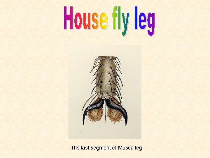 The last segment of Musca leg 