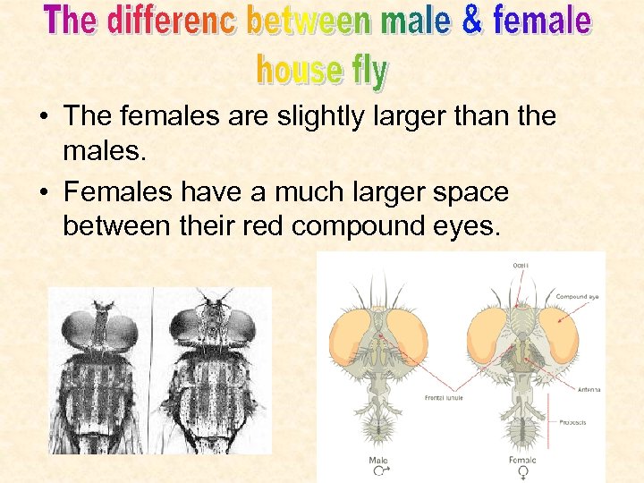  • The females are slightly larger than the males. • Females have a