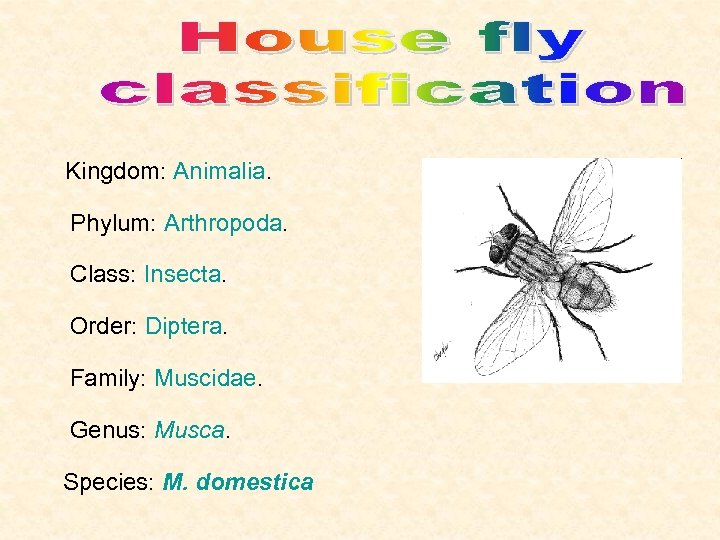  Kingdom: Animalia. Phylum: Arthropoda. Class: Insecta. Order: Diptera. Family: Muscidae. Genus: Musca. Species: