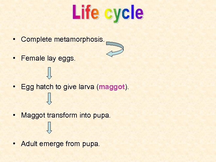  • Complete metamorphosis. • Female lay eggs. • Egg hatch to give larva