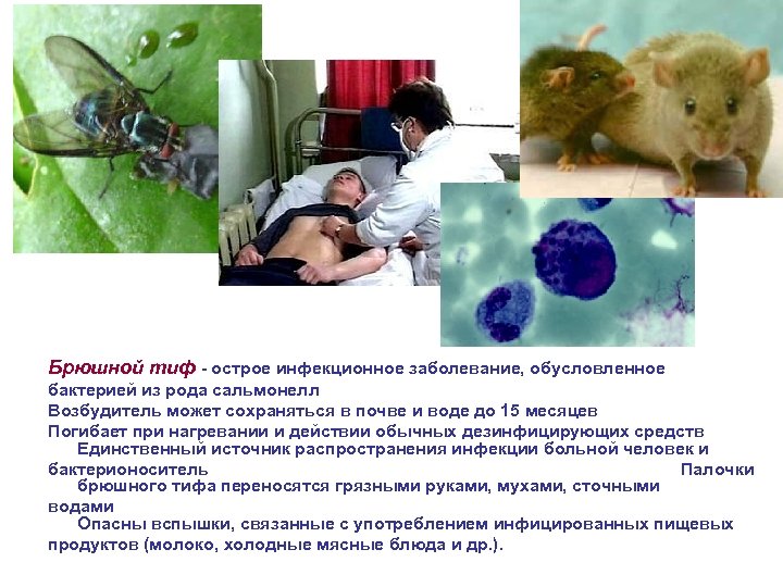 Брюшной тиф - острое инфекционное заболевание, обусловленное бактерией из рода сальмонелл Возбудитель может сохраняться