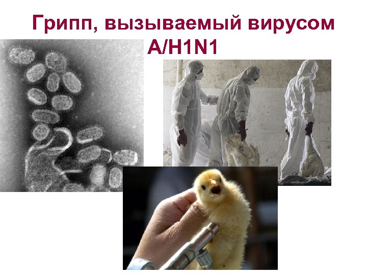 Грипп, вызываемый вирусом А/H 1 N 1 