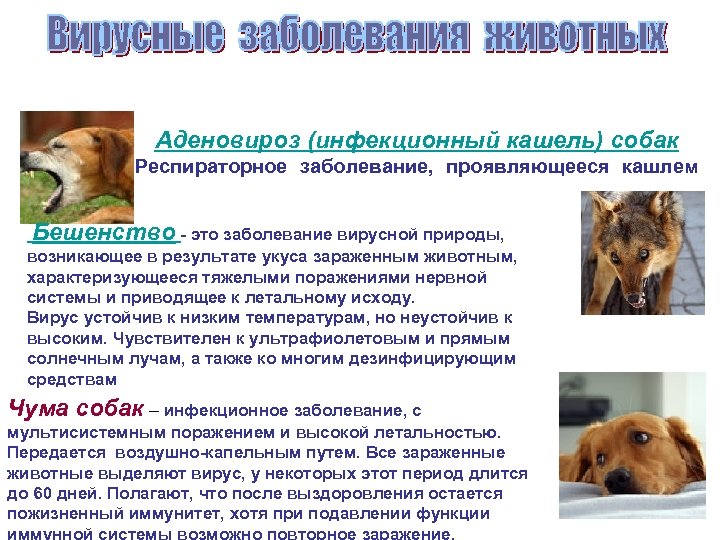 Аденовироз (инфекционный кашель) собак Респираторное заболевание, проявляющееся кашлем Бешенство - это заболевание вирусной природы,