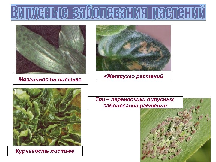 Мозаичность листьев «Желтуха» растений Тли – переносчики вирусных заболеваний растений Курчавость листьев 