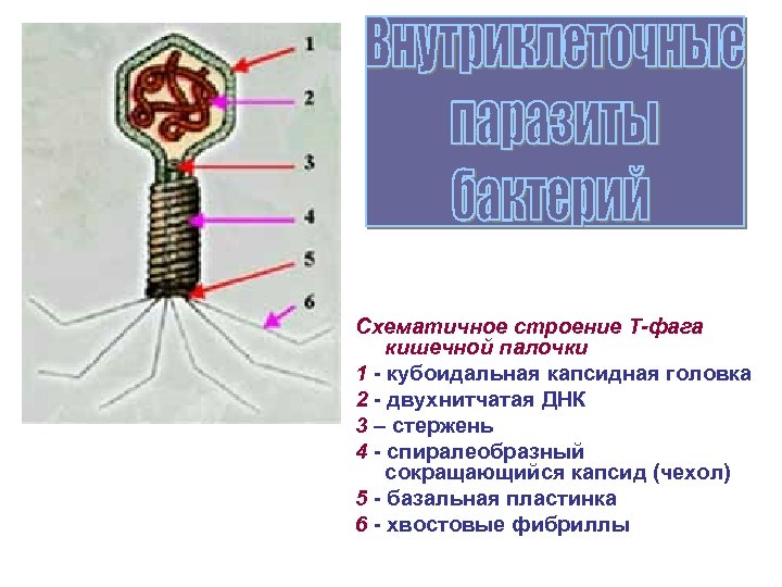 Схематичное строение Т-фага кишечной палочки 1 - кубоидальная капсидная головка 2 - двухнитчатая ДНК
