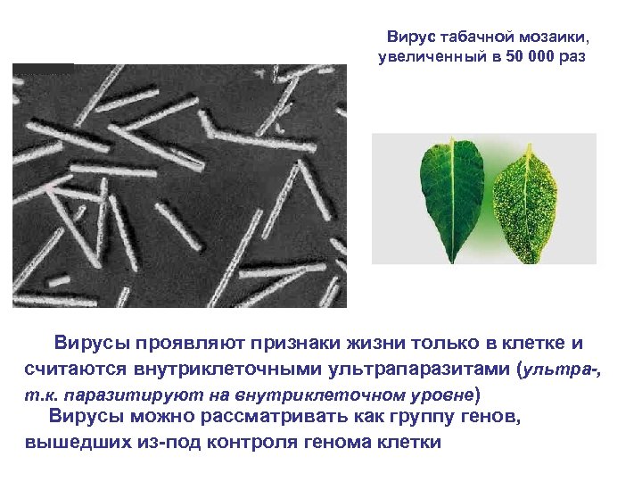 Вирус табачной мозаики, увеличенный в 50 000 раз Вирусы проявляют признаки жизни только в