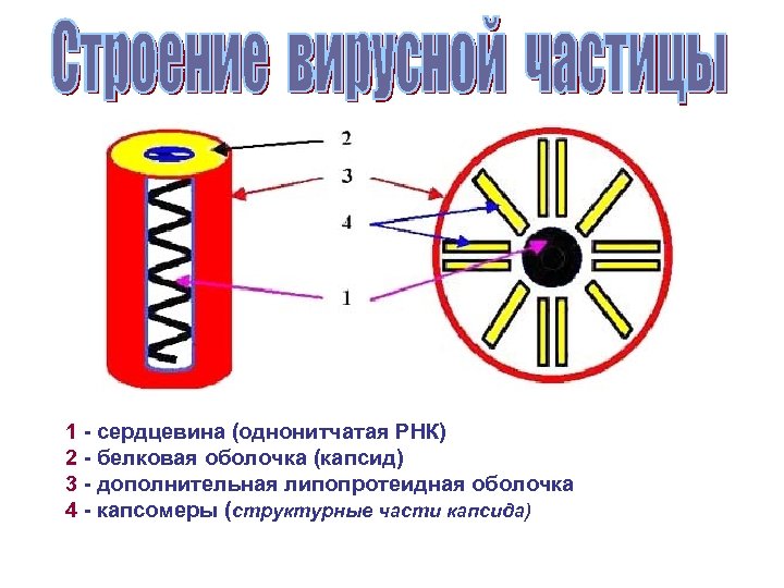 1 - сердцевина (однонитчатая РНК) 2 - белковая оболочка (капсид) 3 - дополнительная липопротеидная