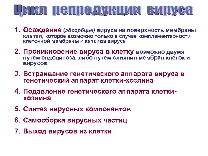 1. Осаждение (адсорбция) вируса на поверхность мембраны клетки, которое возможно только в случае комплементарности