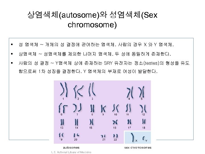 상염색체(autosome)와 성염색체(Sex chromosome) § 성 염색체 ~ 개체의 성 결정에 관여하는 염색체. 사람의 경우