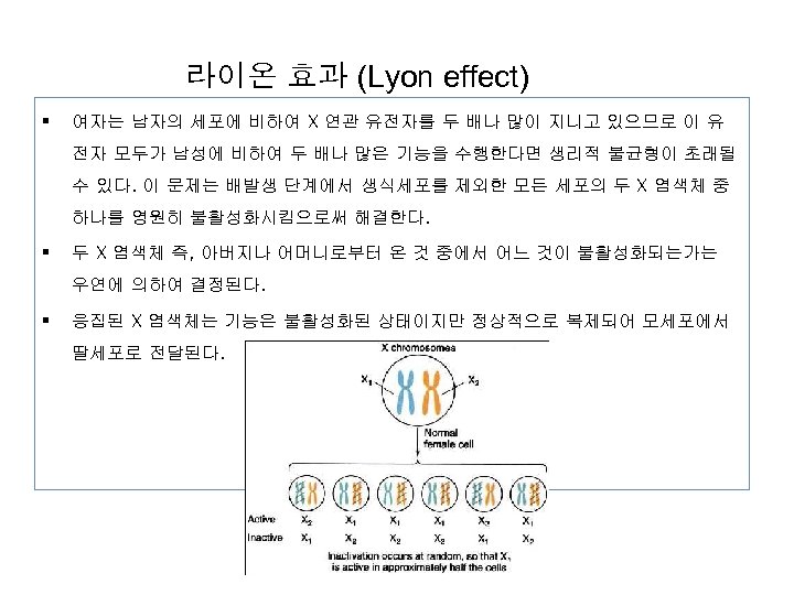 라이온 효과 (Lyon effect) § 여자는 남자의 세포에 비하여 X 연관 유전자를 두 배나