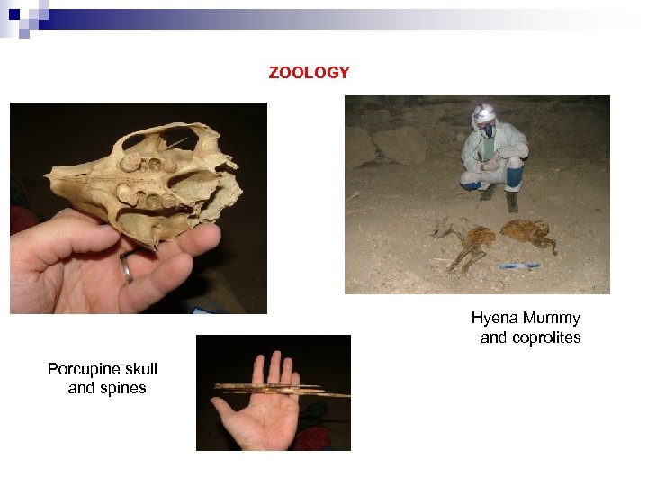 ZOOLOGY Hyena Mummy and coprolites Porcupine skull and spines 